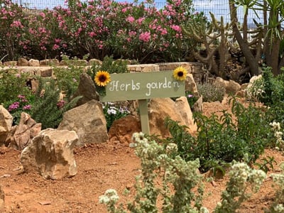 Naxos wine tour & tasting