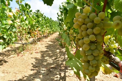 Naxos wine tour & tasting