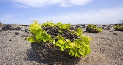 Santorini premium wine tasting - Private tour